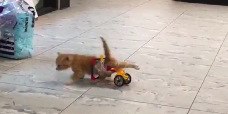 Gatito recibió una silla de ruedas de Lego