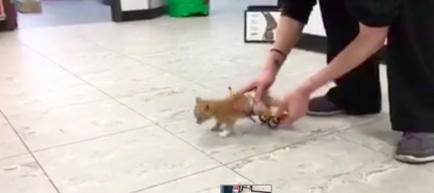 Gatito enfermo recibió una silla de ruedas de Lego