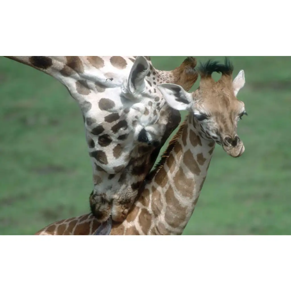 imagen de Animales y sus crías diaporama 2