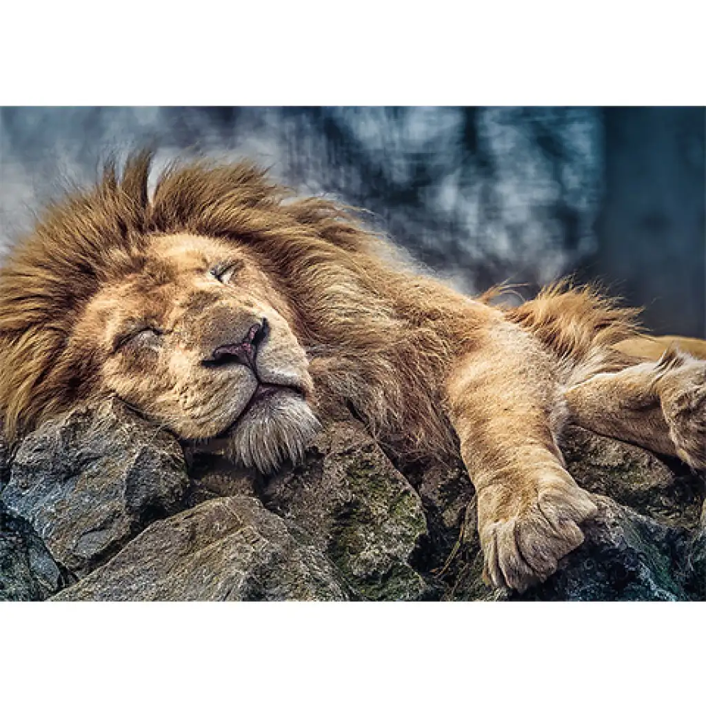 imagen de León dormido puzzle premium de 1000 piezas - Trefl 2