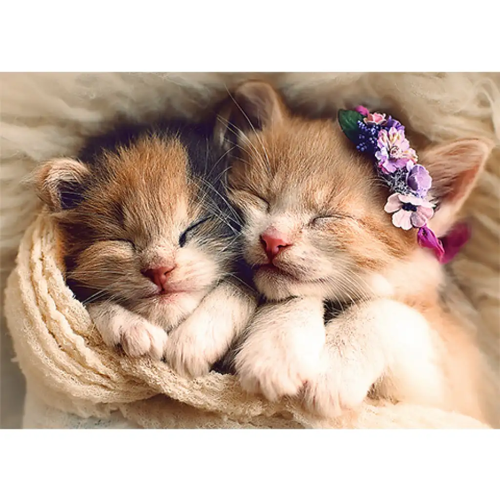 imagen de Puzzle premium de 500 piezas de gatitos dormilones - Trefl 2