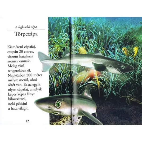imagen de ¡Lee con nosotros! (2) - El mundo de los tiburones libro infantil 2