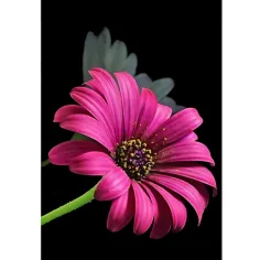 Rompecabezas de diamantes: Set de pintura de diamantes Gerbera 10x15cm