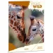 Ars Una: Máté Bence Icons of the Wild-Jirafas A/4 carpeta con goma