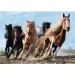 imagen de Caballos galopantes rompecabezas premium de 1000 piezas - Trefl 2