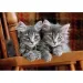 imagen de Gatos grises 500 piezas HQC rompecabezas - Clementoni 2