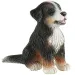 Joy el cachorro pastor de Bernese figura de juguete - Bullyland