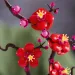 imagen de LEGO® Icons: Flor de ciruelo (10369) 6