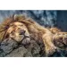 imagen de León dormido puzzle premium de 1000 piezas - Trefl 2