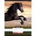 Nebulo: Cuaderno a cuadros - Caballo en el atardecer 87-32 A/4