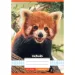 Nebulo: Cuaderno de cuadros con estampado de panda rojo 27-32 A/5