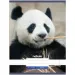Nebulo: Panda cuaderno liso A4 80-32