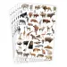 PlayBox: Pegatinas de animales salvajes de 300 piezas