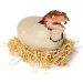 imagen de Primal Hatch Interactivo T-Rex dinosaurio en huevo - Spin Master 2