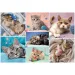 imagen de Puzzle de 100 piezas de gatos - Trefl 2