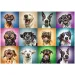 imagen de Rompecabezas de 1000 piezas de retratos de perro divertido - Trefl 2
