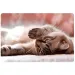 Spirit: Pequeño Gato reposabrazos de mesa 60x40cm